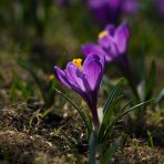 Krokus (Crocus vernus) ´REMEMBRANCE´ - 2-3 cibuľky v kvetináči, kont. P11